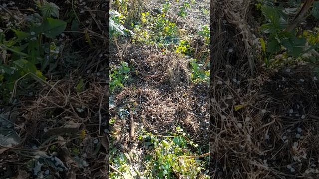 Дача день за днем.Малина весной, уход. смотреть онлайн