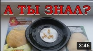Выращиваем ДЫНЮ через рассаду