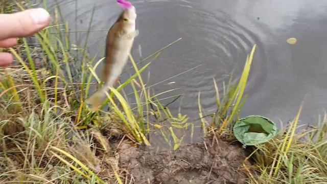 Рыбалка на Казари .Кто спёр моих живцов...? смотреть онлайн