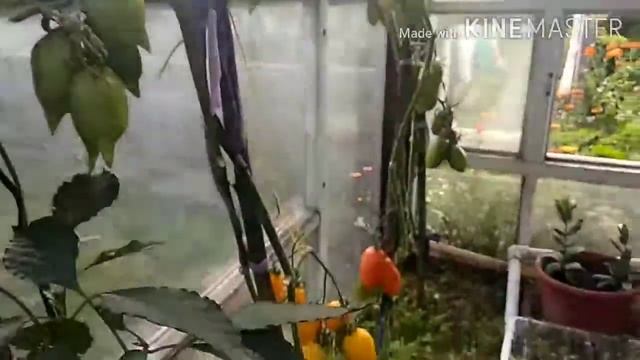 Томаты: Золотая рыбка и Золотой лимон. смотреть онлайн