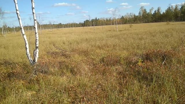 VID_20230927_134555.mp4 смотреть онлайн