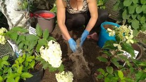 ГОРТЕНЗИЯ : ПРАВИЛЬНАЯ ПОСАДКА ГОРТЕНЗИИ НА ПМЖ .ПОДКОРМКА ГОРТЕНЗИИ ПРИ ПОСАДКЕ ОСЕНЬЮ .