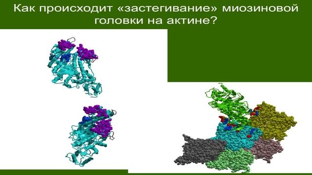 Цатурян А.К. Механизмы работы и регуляции актин-миозинового мотора поперечно-полосатых мышц смотреть онлайн
