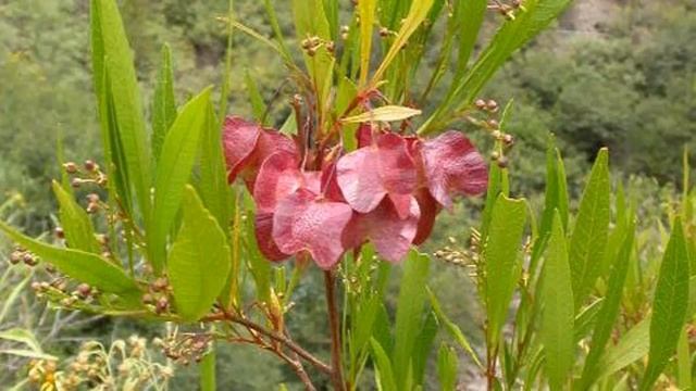 Флора Израиля. Додонея (Dodonaea), вечнозеленый кустарник для живых изгородей и как комнатное расте смотреть онлайн