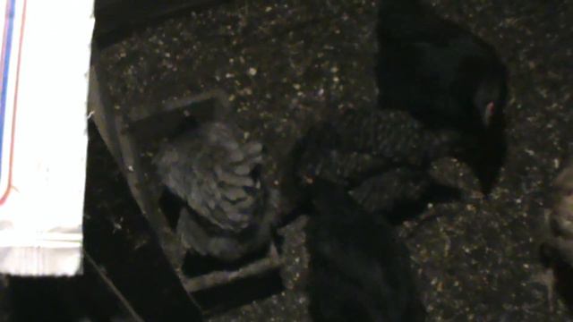 Заболели куры что делать? / Chickens were ill, what to do? смотреть онлайн