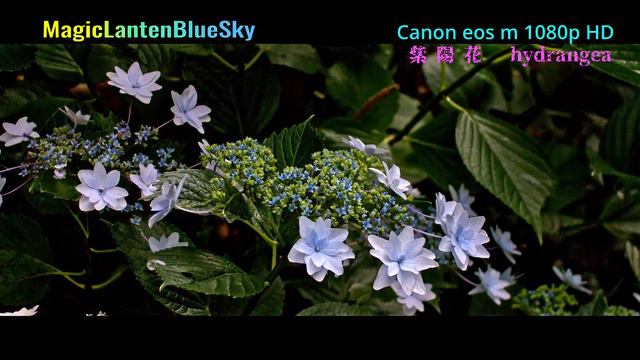 Canon EOS M Magic Lantern 紫 陽 花 hydrangeaea HD смотреть онлайн