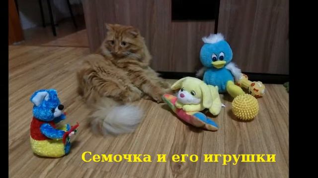 Домашние питомцы. Семочка и игрушки смотреть онлайн