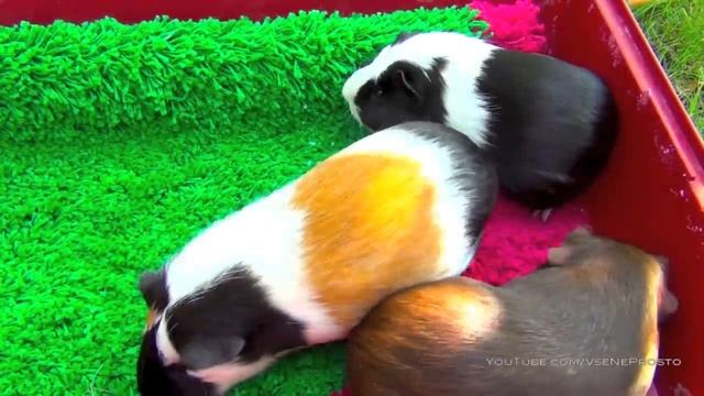 Морские свинки дерутся смотреть онлайн