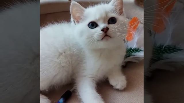 Котенок британская серебристая шиншилла смотреть онлайн