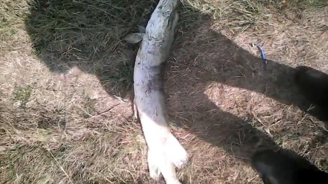 дохлая щука смотреть онлайн