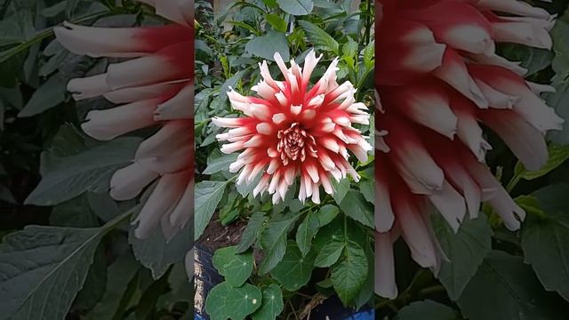 Георгины, осенние цветы, Dahlias, autumn flowers смотреть онлайн