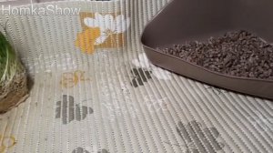 Приучаем Морскую Свинку к Туалету /ПРОВЕРЕННЫЙ СПОСОБ #HomkaShow