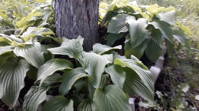 #desing#садовыйрай #сад #дизайн #хосты/Распространённое декорирование приствольного круга деревьев