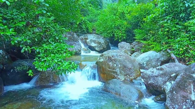 Beautiful Melodious Of Nature Sounds (Relaxation,Meditation,ASMR)
