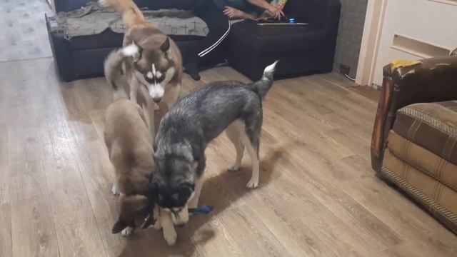 ХАСКИ РАЗНОСЯТ ДОМ // ЗЕВС БЛОГЕР// Перед сном// Две МИГЕРЫ // ДРЕССИРОВКА смотреть онлайн