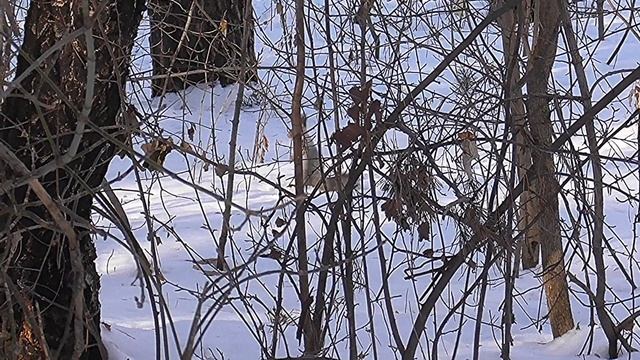 Последние дни зимы. Экопарк Затюменский. Лыжи. Белки смотреть онлайн