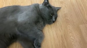 Как изменился мой кот после кастрации