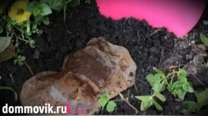 Спитый чай как удобрение: не выбрасывайте заварку, она ещё пригодится