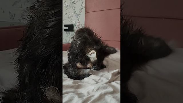 Котёнок Тася вылизывается после купания. ASMR || #котёнок #мило #ASMR