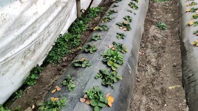 Готовимся к клубничному сезону 2022 ??? смотреть онлайн