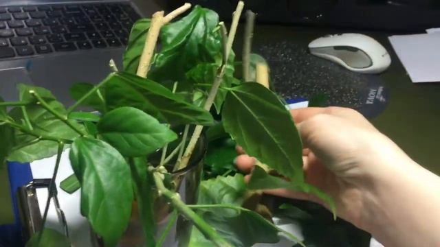 Укоренение черенков в воде! Китайская роза и олеандр. смотреть онлайн