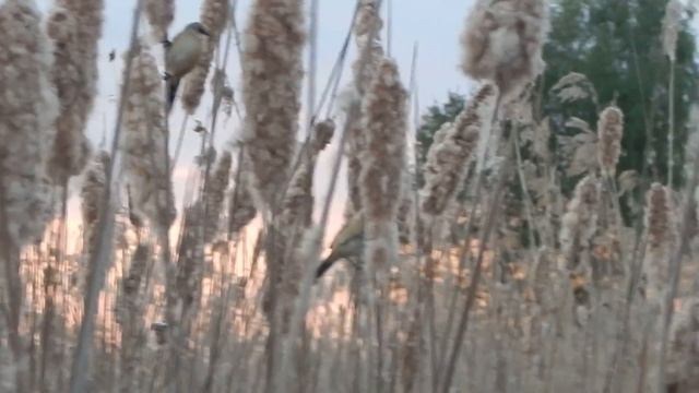 Усатые синицы/ вусатыя сініцы/ Bearded Reedlings смотреть онлайн