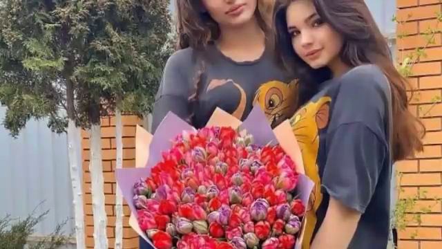 Tòy Bob Shox Terma Qòshiqlar.