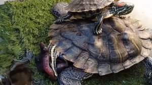 Жесть! Половой орган краснухой черепахи.