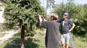 Стрижка ели обыкновенной, секреты профессионалов