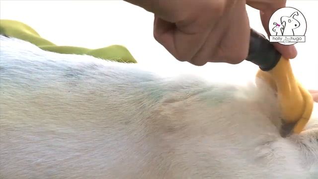 French Bulldog Grooming (Dog Grooming Tips)