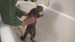 КАК ПОМЫТЬ КОТА БЕЗ ПРОБЛЕМ!