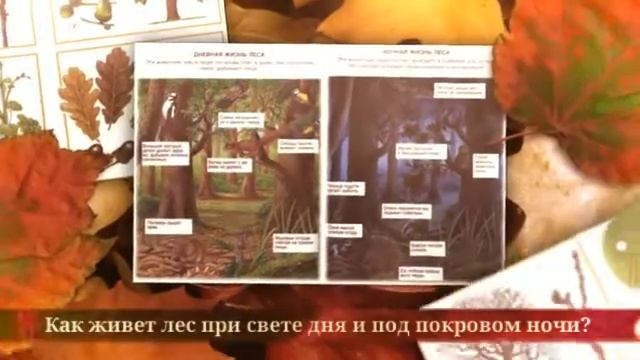 Жизнь леса 1 смотреть онлайн