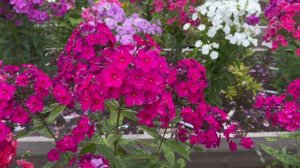 Райский сад матушки Мануилы. Цветение флоксов