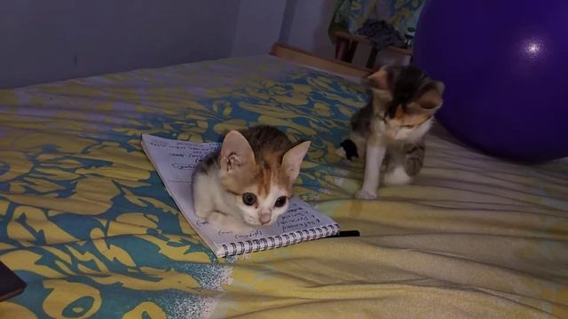 Котячья игра с блокнотом и ручкой смотреть онлайн