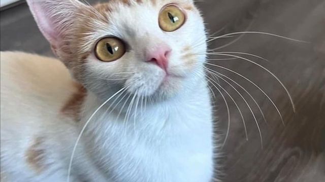 A community cat was delighted to her core to find sanctuary. смотреть онлайн