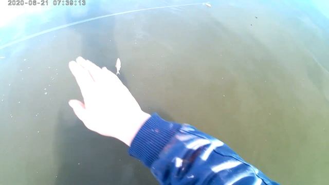 рекордный судак на перемёт 2 850 кг смотреть онлайн