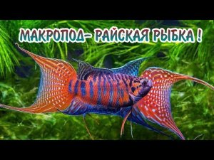 МАКРОПОД- РАЙСКАЯ РЫБКА. СОДЕРЖАНИЕ И РАЗВЕДЕНИЕ.