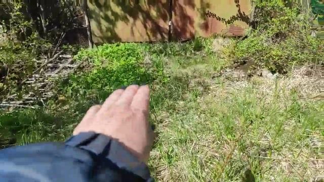 26.05.22.Дача..Форзиция цветет конечно но не обильно.. смотреть онлайн