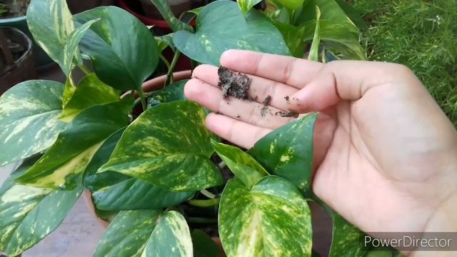 Pothos leaf tips turning brown (Causes & Solutions) | Plant leaves drying and brown at tips смотреть онлайн