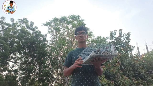 new birds entry and kulwant Singh ji ka birds setup || Java and society finchas birds || finch bird смотреть онлайн