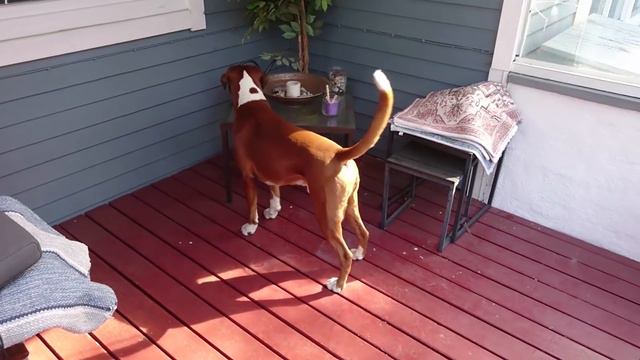 FRIDAY UPDATE! Rex recovering not going as good as hoped! Sammie escaping. Back to original. смотреть онлайн