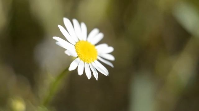 Nikon d3100+гелиос44+макрокольца смотреть онлайн