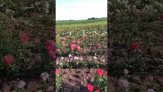 Поле розы смотреть онлайн