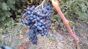 Сравнение сортов винограда киш-миш Красень и Венус