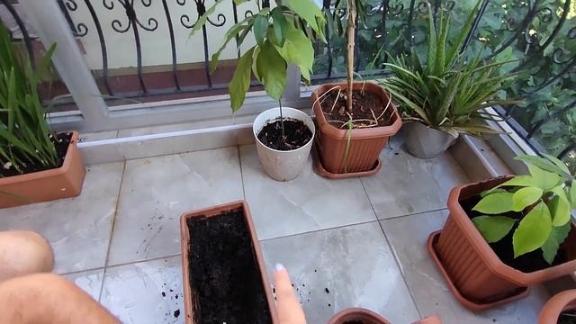 ?#влог Турция. Показываю мою плантацию чая на балконе! Пересаживаю в новые горшки Анталия смотреть онлайн