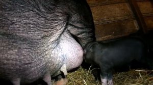 Вьетнамские свиньи - выгодно или нет?