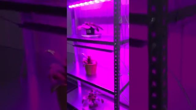 Стеллаж для рассады с фито подсветкой 150*75*30 4 полки смотреть онлайн