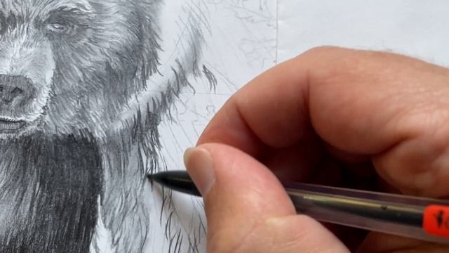 Sketch #2 Mama Grizz - Pencil Wildlife Illustration - Ben Woods Art - Pacific Northwest смотреть онлайн