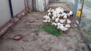 Утки Муларды. Содержание.