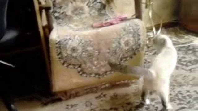 Как дерутся кошки, наши любимые животные. смотреть онлайн